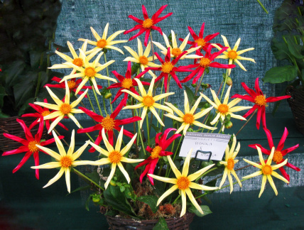 Basket of Dahlia ' HONKA &amp;  HONKA RED '  (Single Orchid (Star))  NDS Show, RHS Wisley 2015  (David Brown)